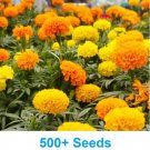 GG88 500 Marigold Seeds Cracker Jack Mix African Marigold Seeds USA Warehouse