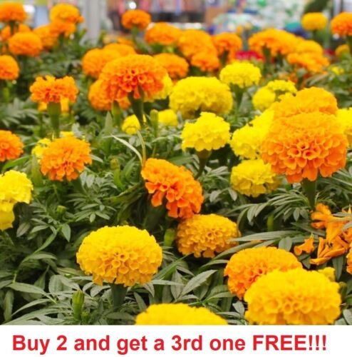 GG88 Marigolds Cracker Jack Mix Flower Usa Seller  USA Warehouse