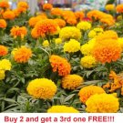 GG88 Marigolds Cracker Jack Mix Flower Usa Seller  USA Warehouse
