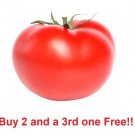 GG88 Beefsteak Tomato Seeds 100 NonGmo USA Warehouse