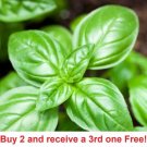 GG88 Sweet Basil Seeds USA Warehouse