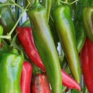 GG88 Anaheim Chili Pepper 50 Seeds USA Warehouse