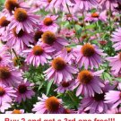 GG88 Purple Coneflower 100 Seeds USA Warehouse