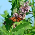 GG88 Common Milkweed 100 Seeds Asclepias Syriaca USA Warehouse
