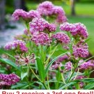 GG88 Asclepias Incarnata Swamp Milkweed 100 Seeds USA Warehouse