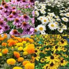 GG88 Shasta Daisy Black Eye Susan Purple Cornflower African Marigold 800 Seeds USA Warehouse