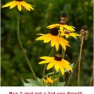 GG88 200 Non Gmo Black Eyed Susan Seeds Butterflies Bees Yellow Flowers USA Warehouse