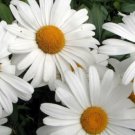 GG88 Shasta Daisy 200 Seeds Heirloom Usa Organic Butterfly Garden USA Warehouse