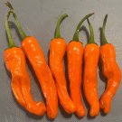 GG88 20 Orange Shishito Sweet 2024 Non-Gmo Organic Sweet Pepper Seeds  USA Warehouse