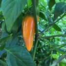 GG88 20 Orange Serrano Hot Non-Gmo Organic Sweet Hot Pepper Seeds  USA Warehouse
