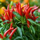 GG88 20 Thai Chili Super Hot Non-Gmo Organic Hot Pepper Seeds  USA Warehouse