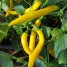 GG88 20 Golden Cayenne 2024 Season Non-Gmo Organic Hot Pepper Seeds  USA Warehouse