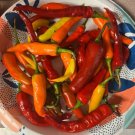 GG88 100 Sweet & Hot Mystery Mix 2024 Non-Gmo Organic Hot Pepper Seeds  USA Warehouse