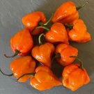 GG88 20 Pumpkin Habanero Super Hot Non-Gmo Organic Hot Pepper Seeds  USA Warehouse