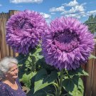 GG88 50 Seeds Purple Enchanting Giant Teddy Bear Sunflower Seeds USA Warehouse