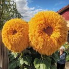 GG88 50 Seeds Yellow Enchanting Giant Teddy Bear Sunflower Seeds USA Warehouse