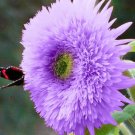 GG88 50 Seeds Rare Purple Teddy Bear Sunflower Seeds For Planting Non Gmo Heirloom USA Warehouse
