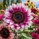 GG88 50 Seeds Strawberry Blonde Hybrid Sunflower Seeds  Nongmo Heirloom Variety USA Warehouse