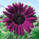 GG88 50 Seeds Purple Sunflower Seeds For Planting  Non Gmo Heirloom Garden USA Warehouse