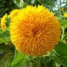 GG88 Teddy Bear Dwarf Sunflower Seeds  50 Seeds/Pack  Nongmo Heirloom Blooms USA Warehouse