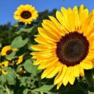 GG88 Peredovik Yellow Sunflower Seeds  50 Seeds/Pack  Huge Tall Blooms USA Warehouse
