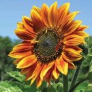GG88 50 Seeds Autumn Beauty Sunflower Seeds  Nongmo Heirloom Flowers  Easy To Grow USA Warehouse