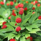 GG88 Revitalize Your Health With Asian Ginseng Panax Ginseng  10 Seeds USA Warehouse