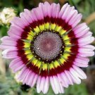 GG88 50 Seeds Painted Mix Daisy Flower Seeds Non Gmo Heirloom Pink Indian Blanket Colors USA Warehou
