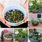 GG88 10 Seeds Presprouted Mixed Color Bonsai Bowl Lotus Ideal Indoor And Outdoor USA Warehouse