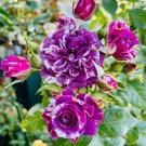 GG88 20 Seeds Scented Jewel Rose Seeds  Fragrant Floribunda Variety, Purple & White USA Warehouse