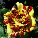 GG88 20 Seeds Tea Rose 'Dragon Tiger' Seeds  Fragrant, Vibrant Blooms For Gardeners USA Warehouse