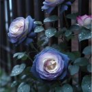 GG88 20 Seeds Fall In Love Rose Seeds  Fast Germination Easy Care For Home Garden USA Warehouse