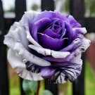 GG88 20 Seeds Rare Purple And White Twin Rose Seeds  Captivating Garden Contrasts USA Warehouse
