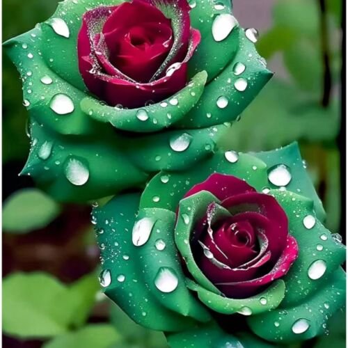 GG88 20 Seeds Ruby Green Twin Roses  Captivating Contrasts For Your Garden USA Warehouse