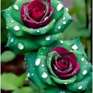 GG88 20 Seeds Ruby Green Twin Roses  Captivating Contrasts For Your Garden USA Warehouse