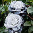 GG88 20 Seeds Rare Ink Rose Seeds  Nongmo Heirloom Variety For Your Garden USA Warehouse