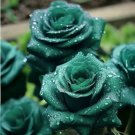 GG88 20 Seeds Scottish Green Rose Seeds  Nongmo Heirloom Variety For Your Garden USA Warehouse