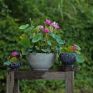 GG88 Nurture Tranquility With 10 Seeds Bowl Lotus Seeds A Serene Marvel For Your Indoor USA Warehous