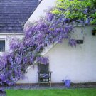 GG88 10 Wisteria Flower Seeds USA Warehouse