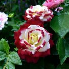 GG88 Nongmo 20 Seeds Rare Twin Roses Seeds  Heirloom Variety With Stunning Sunset Hues USA Warehouse