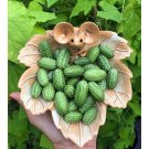 GG88 Explore Exotic Flavors With 50 Seeds Cucamelon Seeds  Mexican Mini Sour Gherkin USA Warehouse