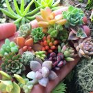 GG88 200 Seeds Rare Mixed Succulent Seeds  Beautiful And Colorful Collection For Garden USA Warehous
