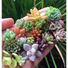 GG88 200 Seeds Rare Mixed Succulent Seeds – Vibrant Colors For Indoor And Outdoor Garden USA Wareh