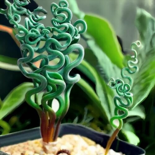 GG88 Transform Your Garden With 100 Seeds/Bag Spiral Grass Seeds &acirc;�� Green Succulents USA Warehouse