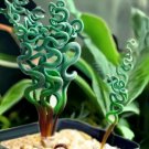 GG88 Transform Your Garden With 100 Seeds/Bag Spiral Grass Seeds – Green Succulents USA Warehouse