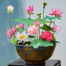 GG88 10 Seeds Mixed Color Lotus Seeds For Planting Beautiful Water Plants For Ponds USA Warehouse