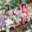 GG88 100 Seeds Mixed Rare Mini Succulent Seeds, Multcolor Indoor/Outdoor Plant USA Warehouse