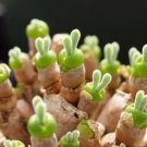 GG88 Rare Succulent Seeds Rabbit Ear Shape 100 Seeds/Pack Seeds USA Warehouse