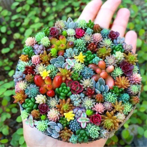 GG88 Mixed Mini Succulent Seeds, 100 Seeds/Pack USA Warehouse
