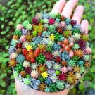 GG88 Mixed Mini Succulent Seeds, 100 Seeds/Pack USA Warehouse
